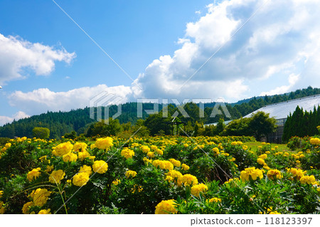 萬壽菊和秋天的天空 118123397
