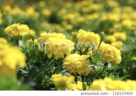 黃色萬壽菊 118123400