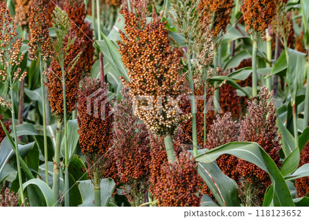 Corn, also known as takakibi, or sorghum, from the fields of Hanamaki, Iwate Prefecture 118123652