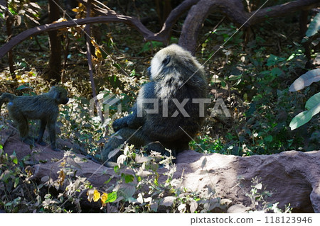 Olive baboon with child in African Lake Manyara National Park in Arusha region in TANZANIA 118123946