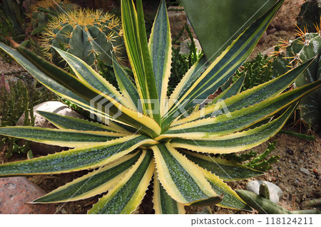Close up single decorative Agave americana marginata or American aloe with striped green and yellow leaves indoor in desert plants section of botanical garden. Exotic natural background, macro shot. Close up single decorative Agave americana marginata or American aloe with striped green and yellow leaves indoor in desert plants section of botanical garden. Exotic natural background, macro shot. 118124211