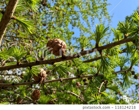 Close up of young fresh Larch tree or Larix decidua branch with pine cones and lush green needles against blue sky at sunny spring day. Beautiful springtime natural background, macro shot, shallow 118124218