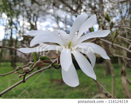 Extreme close-up of lush blooming magnolia stellata flower with white petals outdoor in ornamental landscaping garden at spring day. Beautiful springtime natural background, macro shot, shallow focus. Extreme close-up of lush blooming magnolia stellata flower with white petals outdoor in ornamental landscaping garden at spring day. Beautiful springtime natural background, macro shot, shallow focus. 118124219