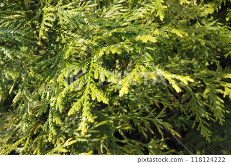 Close up of evergreen conifer plant Thuja occidentalis or Arborvitae or Western red cedar with fresh green leaves outdoor in botanical garden. Beautiful springtime natural background, macro shot. 118124222