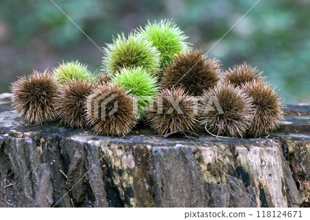 Chestnut burrs (wild chestnut fruit) 118124671
