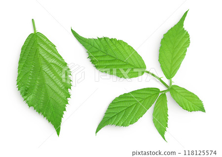 Fresh green blackberry leaves isolated on white background. Top view. Flat lay 118125574