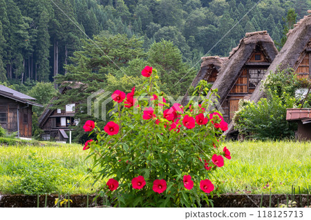 夏天 白川鄉/岐阜縣 118125713