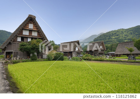 夏天 白川鄉/岐阜縣 118125862