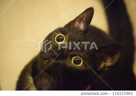 Black cat looking up at something 118125963