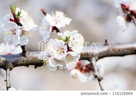 Apricot tree blossoms 118126068