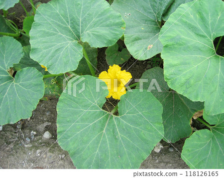Pumpkin flowers and leaves Pumpkin flowers and leaves 118126165
