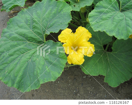 Pumpkin flowers and leaves Pumpkin flowers and leaves 118126167