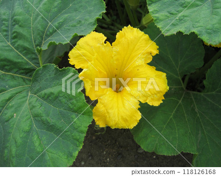 Pumpkin flowers and leaves Pumpkin flowers and leaves 118126168