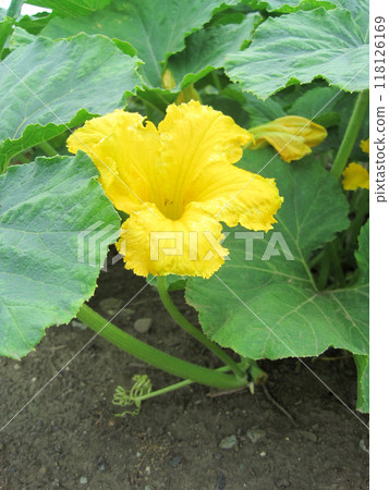 Pumpkin flowers and leaves Pumpkin flowers and leaves 118126169