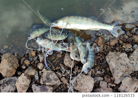 Predatory fish are lying on bank of the river, fastened to the kukan cable with metal carabiners. 118126533