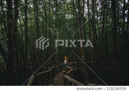 Woman in Yellow hat exploring the mangrove forest park, Thailand. Woman in Yellow hat exploring the mangrove forest park, Thailand. 118126539