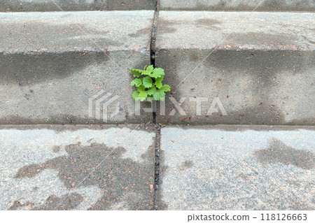 Sprout on concrete. A sprout makes its way through the concrete steps. 118126663