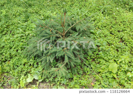A small spruce tree in a forest clearing. 118126664