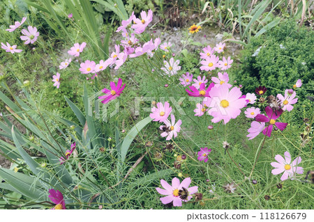 Cosmos flowers in a flowerbed. Cosmos flowers in a flowerbed. 118126679