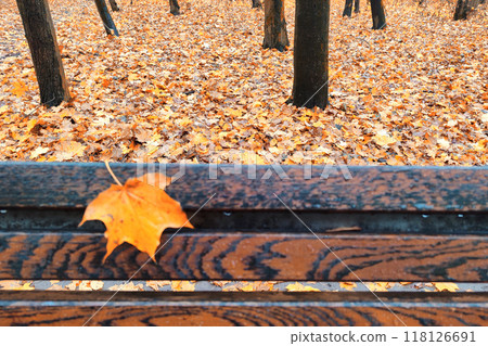 Autumn - bench in autumn park. Bench in autumn park 118126691