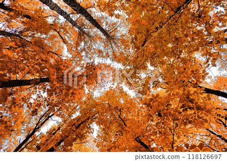 Colorful autumn treetops in fall forest with blue sky and sun shining though trees 118126697