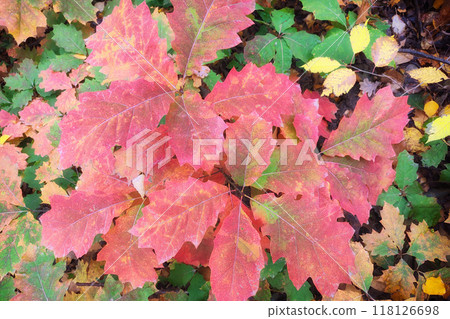 Young oak tree in autumn. Yellow-red autumn leaves. 118126698
