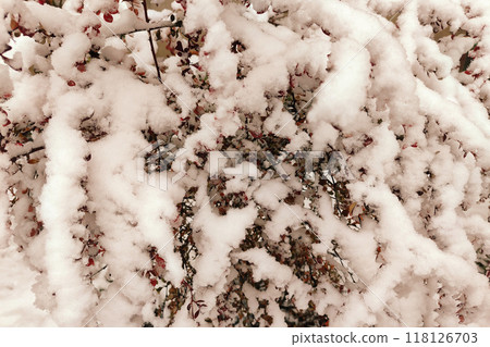 Winter graphically texture of snow covered bushes. First snow stuck on the branches of trees. Frost and cold day. Close-up. Texture for Background. Winter graphically texture of snow covered bushes. First snow stuck on the branches of trees. Frost and cold day. Close-up. Texture for Background. 118126703