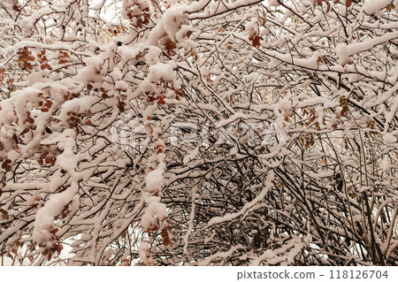 Winter graphically texture of snow covered bushes. First snow stuck on the branches of trees. Frost and cold day. Close-up. Texture for  Background. 118126704