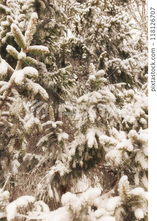 Winter graphically texture of snow covered bushes. First snow stuck on the branches of trees. Frost and cold day. Close-up. Texture for Background. Winter graphically texture of snow covered bushes. First snow stuck on the branches of trees. Frost and cold day. Close-up. Texture for Background. 118126707