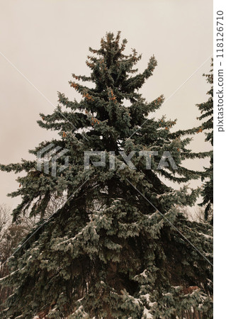Park in winter Vinnitsa. Central fountain. European Square, Vinnitsa 118126710