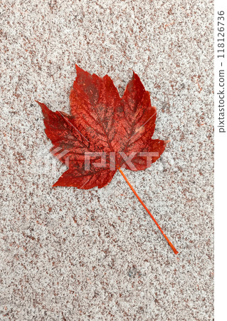 Red maple leaf on a white snow in winter season, Autumn maple leaf in the snowy day Red maple leaf on a white snow in winter season, Autumn maple leaf in the snowy day 118126736