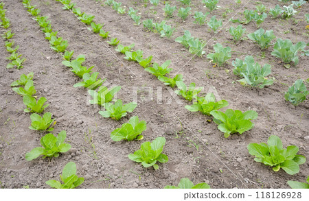 Photo of a vegetable organic farm, selective focus. 118126928