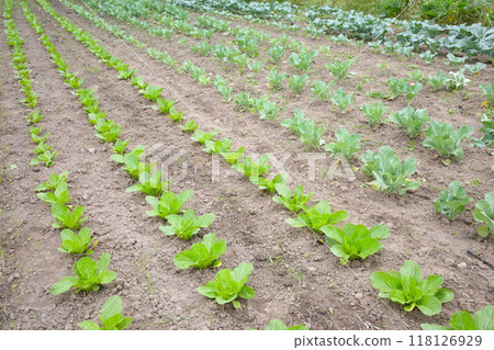 Photo of a vegetable organic farm, selective focus. 118126929