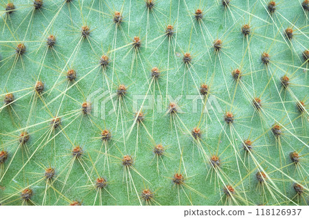 Close up photo of Opuntia echios pad and spines, selective focus, Santa Cruz Island, Ecuador. 118126937