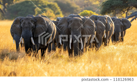 A herd of African elephants walking through the grass in Tarangire National Park 118126963
