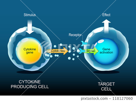 Cytokine Producing cell and Target Cell. Interferons, interleukins, lymphokines 118127060