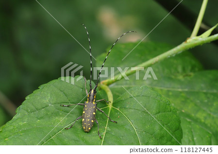 Kiboshikamikiri Kiboshikamikiri 118127445