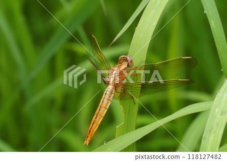 Kiboshikamikiri 118127482