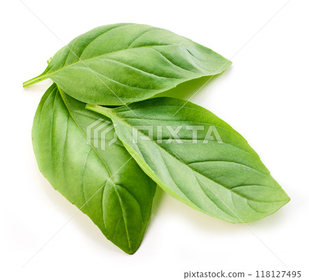 fresh green basil leaf 118127495
