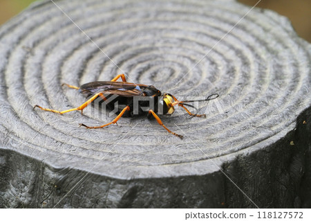 Sugihara Spider Wasp (Sugihara Tortoiseshell) Sugihara Spider Wasp (Sugihara Tortoiseshell) 118127572