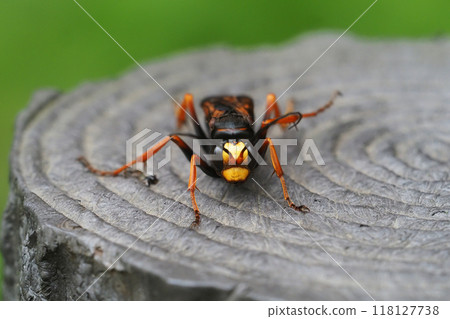 Sugihara Spider Wasp (Sugihara Tortoiseshell) 118127738
