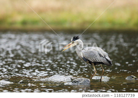 Grey Heron, Ardea cinerea, blurred grass in background. Heron in the forest lake. Animal in the nature habitat, hunting in the water. Grey Heron, Ardea cinerea, blurred grass in background. Heron in the forest lake. Animal in the nature habitat, hunting in the water. 118127739