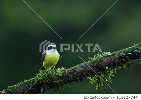 Great Kiskadee, Pitangus sulphuratus, bird from Costa Rica. Exotic tropical yellow tanager with white and black head 118127744