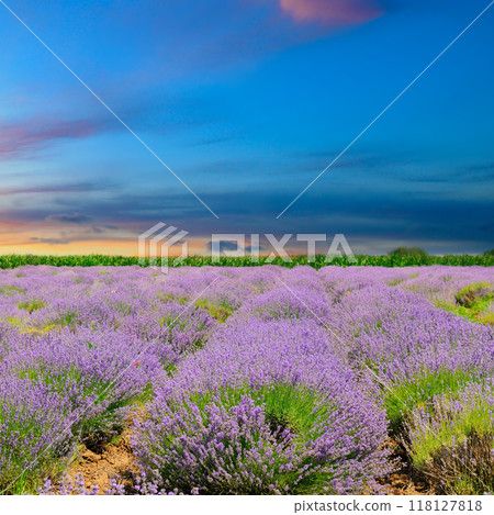 Lavender fields. Beautiful image of lavender field. 118127818