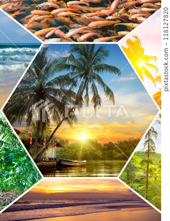 Tropical beaches, palm trees, exotic fish, tea plantations and bright sun. Collage. Vertical photo. Tropical beaches, palm trees, exotic fish, tea plantations and bright sun. Collage. Vertical photo. 118127820