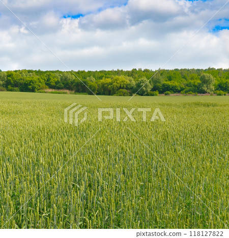Wheat field and blue sky. Wheat field and blue sky. 118127822
