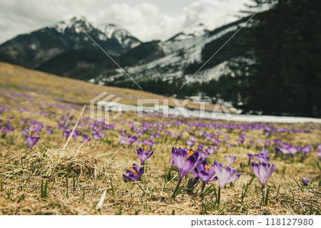 Dolina Chocholowska with blossoming purple crocuses or saffron flowers,Tatra mountains, Poland. Dolina Chocholowska with blossoming purple crocuses or saffron flowers,Tatra mountains, Poland. 118127980