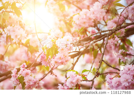 Sakura flowers blooming, spring seasonal Easter background 118127988