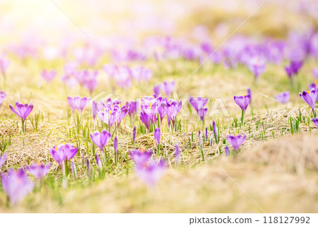 Spring crocus flowers, Easter background 118127992