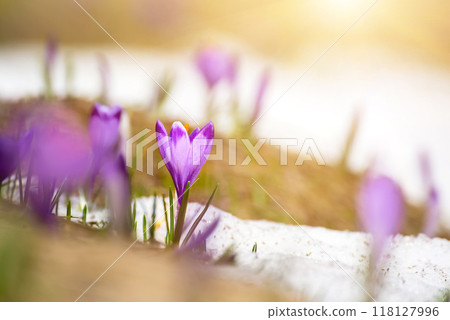 Spring crocus flowers in the snow, Easter background Spring crocus flowers in the snow, Easter background 118127996